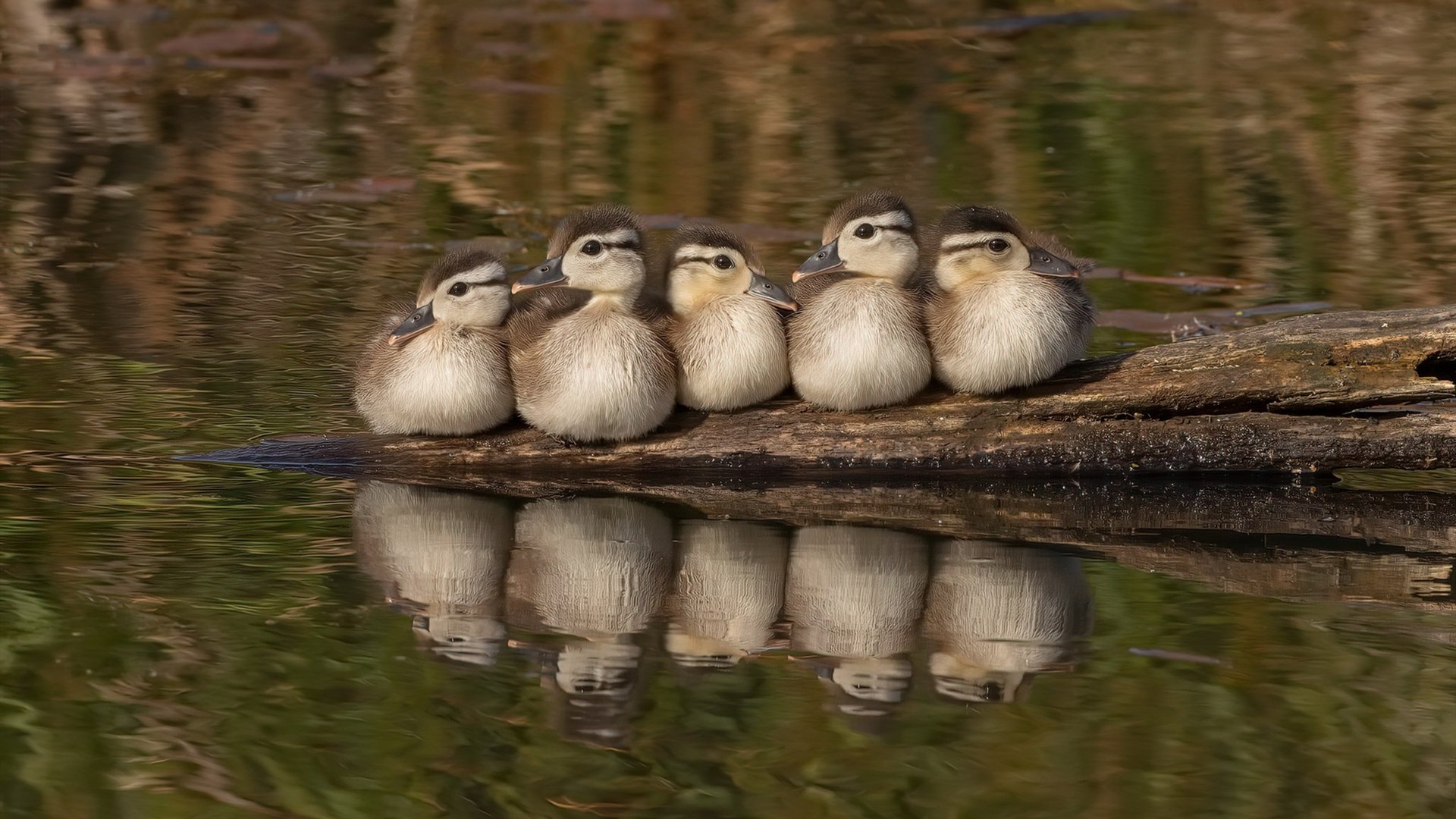 乐鱼娱乐app-_欧洲橄榄球锦标赛：力量与策略的较量_，橄榄球欧冠