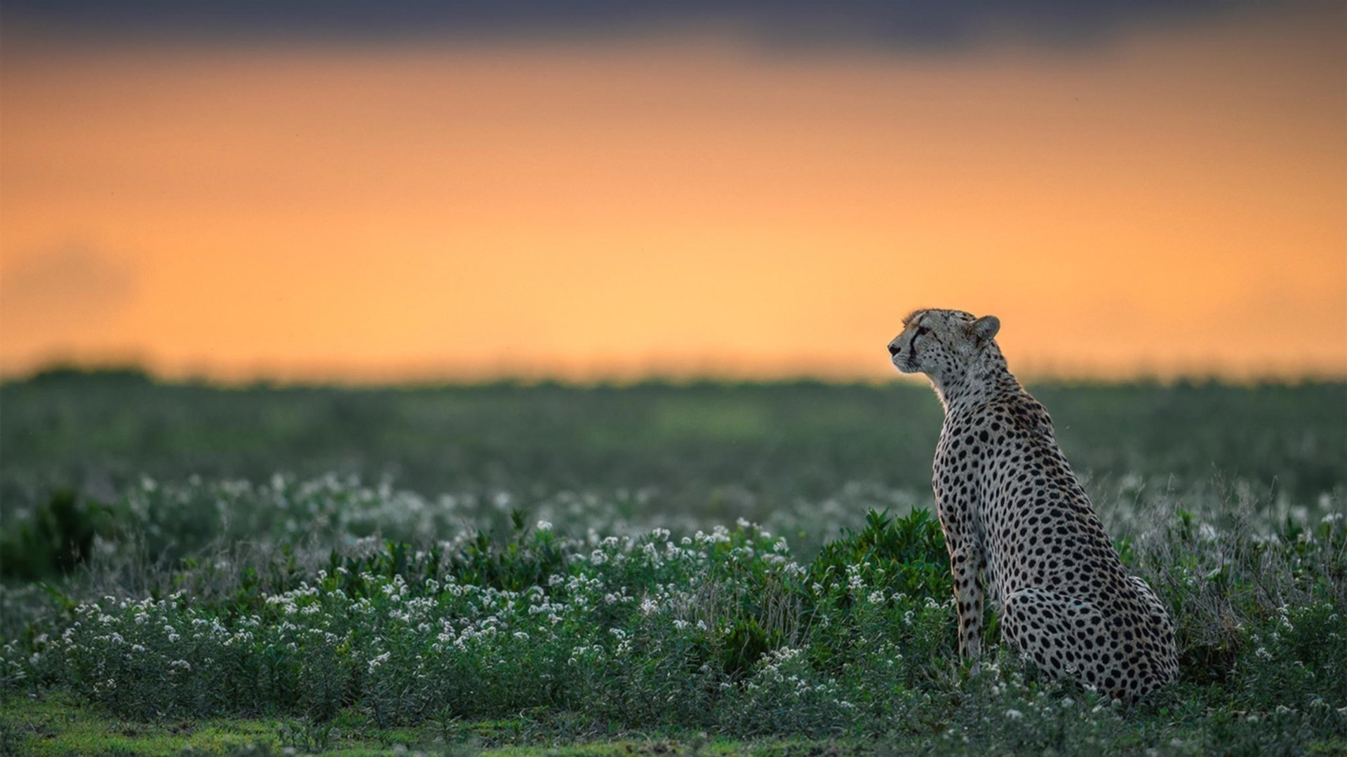 【未来战术走向】联盟新趋势与可能变革,联盟发展规划