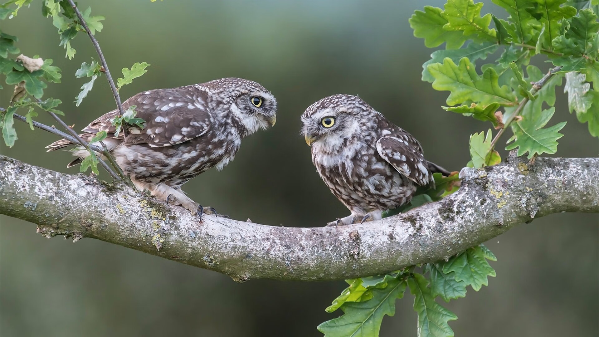 乐鱼体育(中国)官方网站-大型户外野营竞技，勇敢者的荒野冒险，户外野营游戏