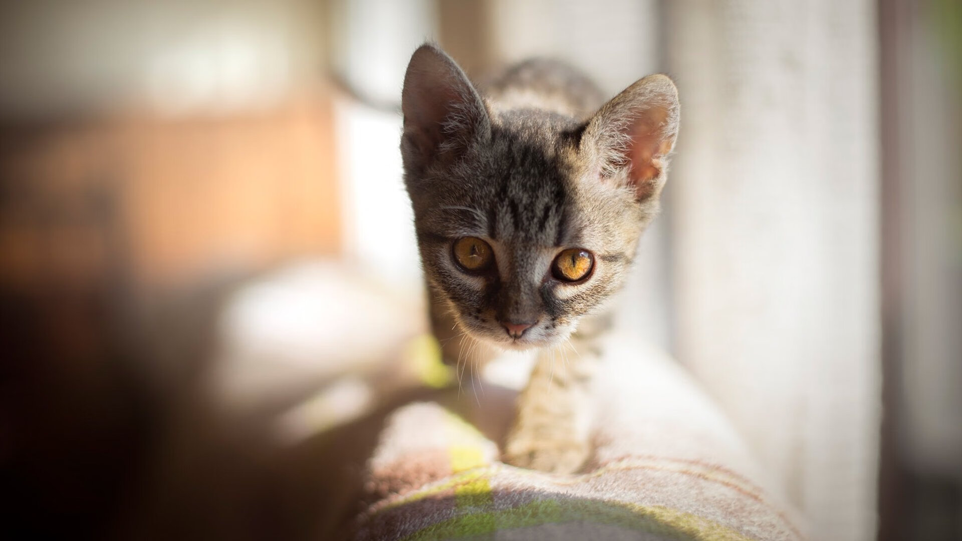 大型星空骑行体验,夜色中自由驰骋的快感,星空自驾营地