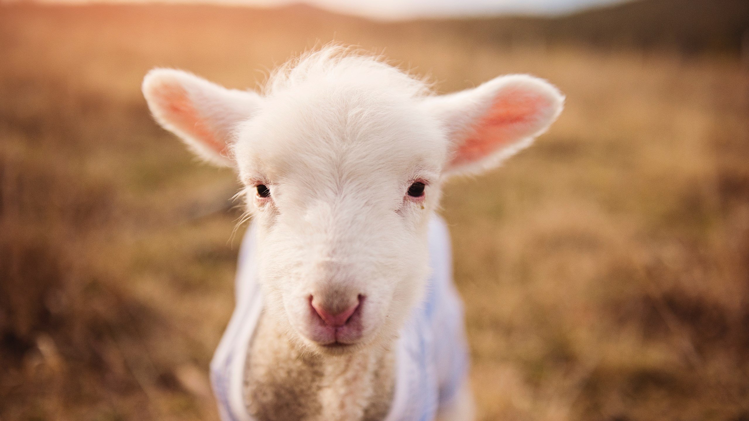 德甲激战,教练强调团队合作,德甲激战,教练强调团队合作怎么办