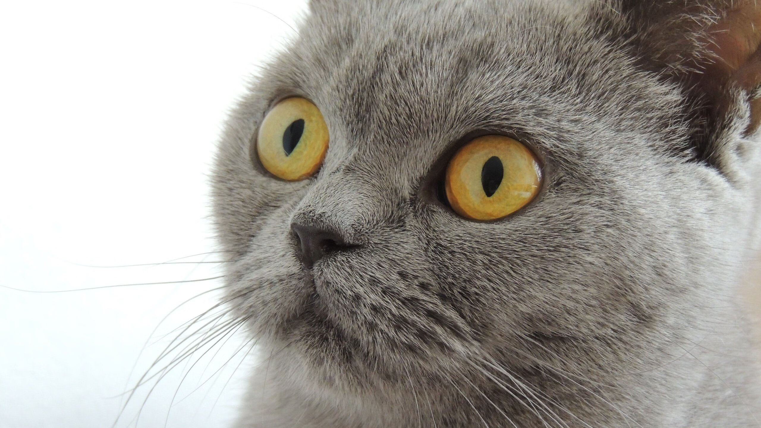 特色城市滑轮速降,街头极速的最新运动风潮,轮滑速降是什么意思