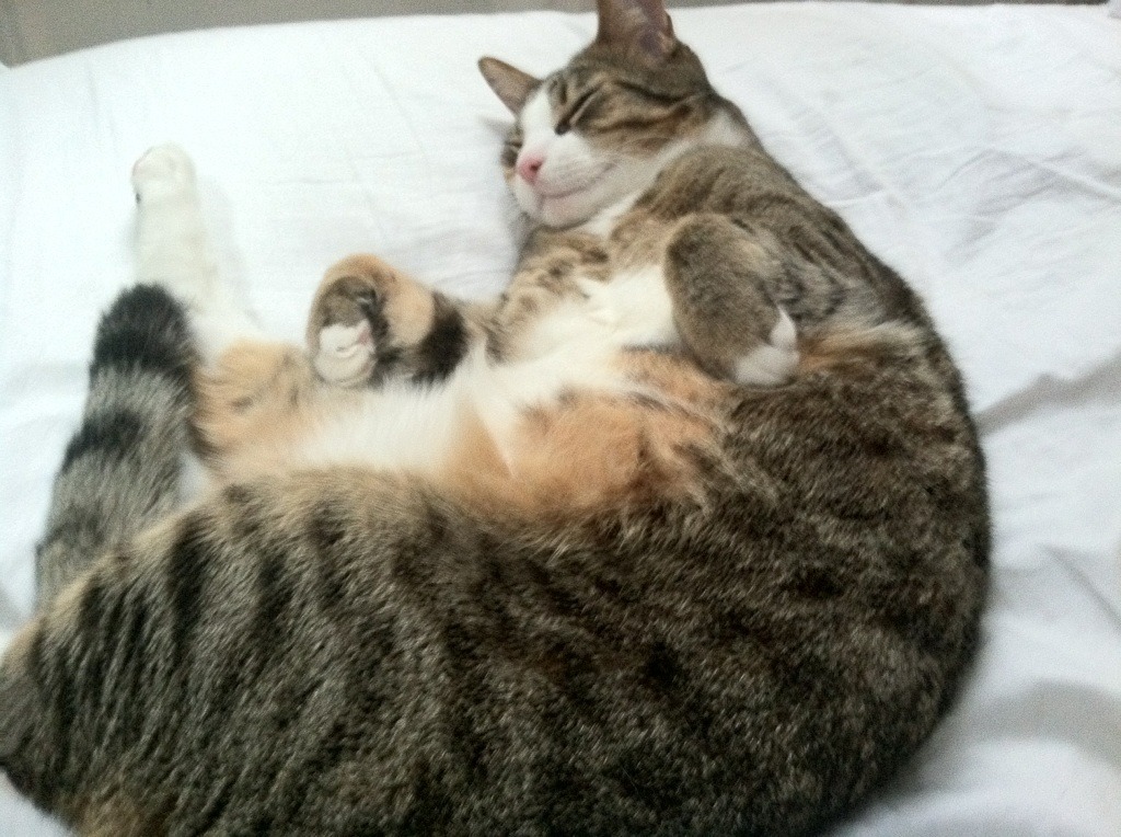 乐鱼电竞在线平台-中超联赛球员表现全面出色，技战术配合默契，中超各队人员名单