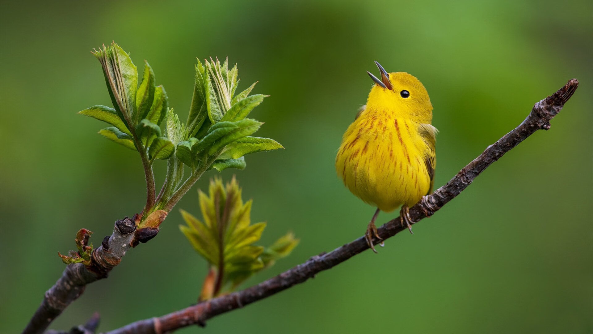 狼队球员伤患不断,保级形势不妙,狼队近况