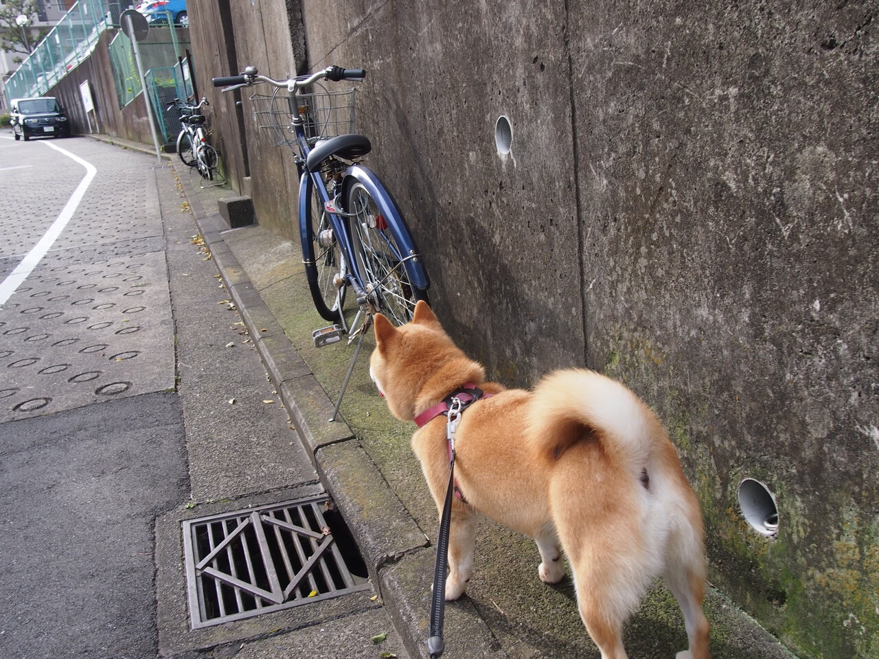 精彩的足球比赛,看谁能一路领先获胜!,精彩的足球比赛优秀作文