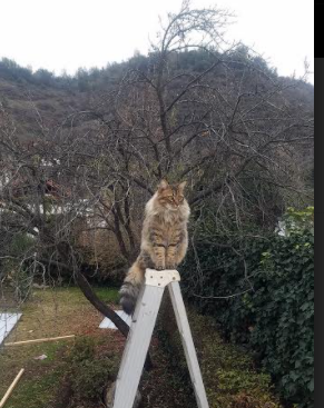 乐鱼体育APP官方下载-评论员指出中超联赛存在的问题，评论员指出中超联赛存在的问题有哪些