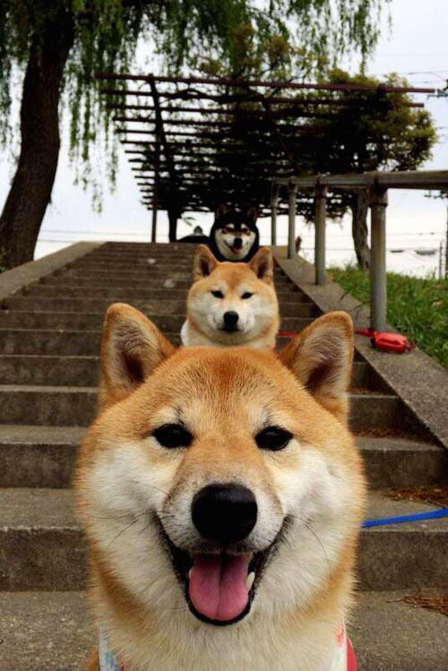 NBA球员防守选择行为在战术系统中的适应性,nba球员防守效率