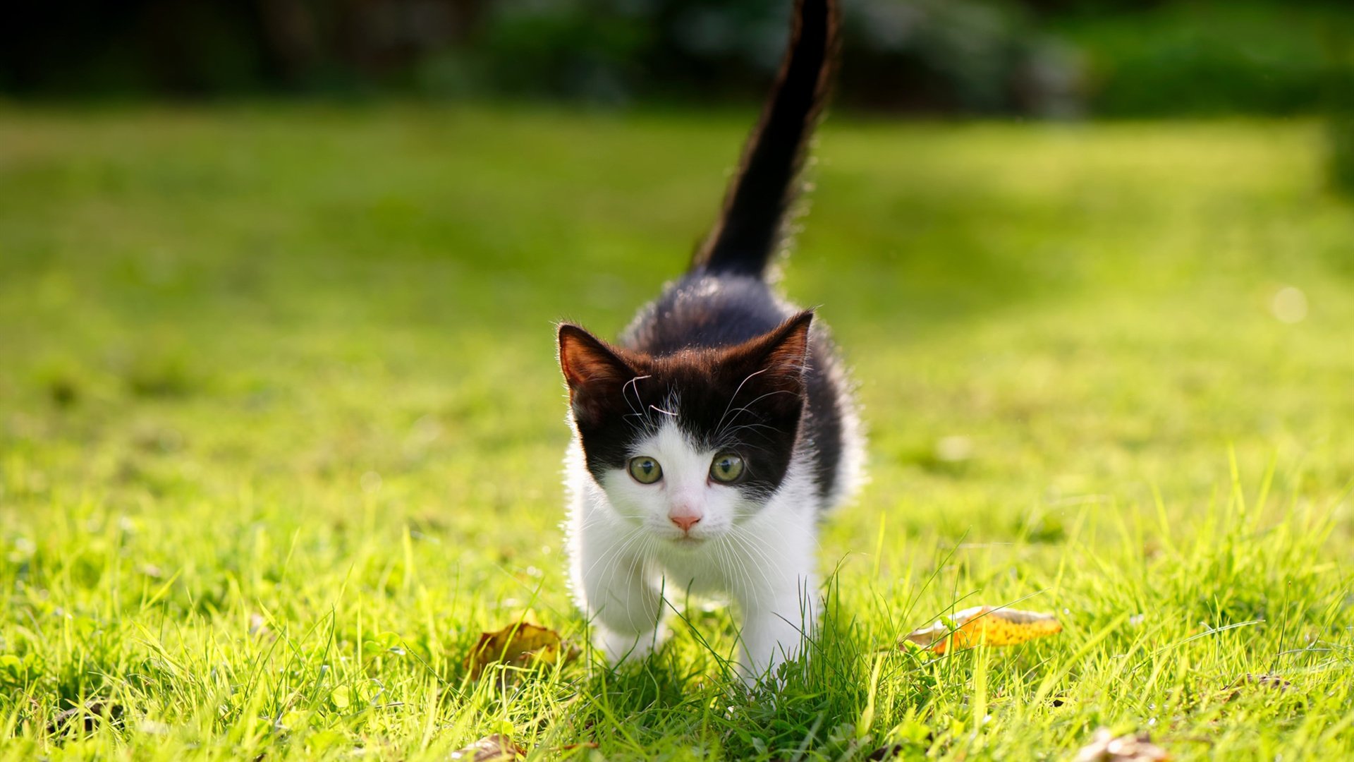 乐鱼体育-体育场馆票务系统安全性研究，体育场馆安全管理办法