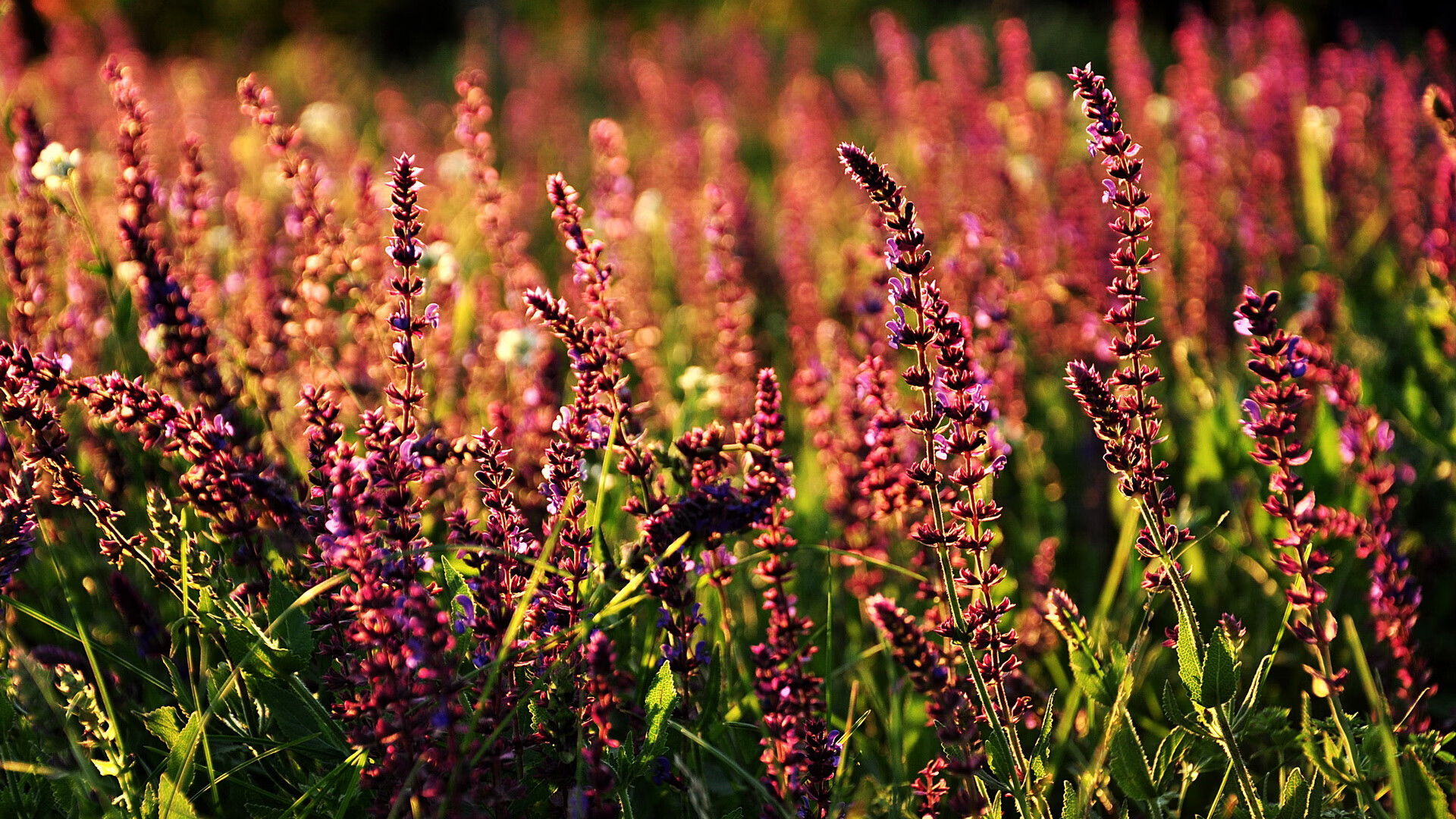 体育新闻中心协办全国体育数字内容技术交流大会,体育数字化