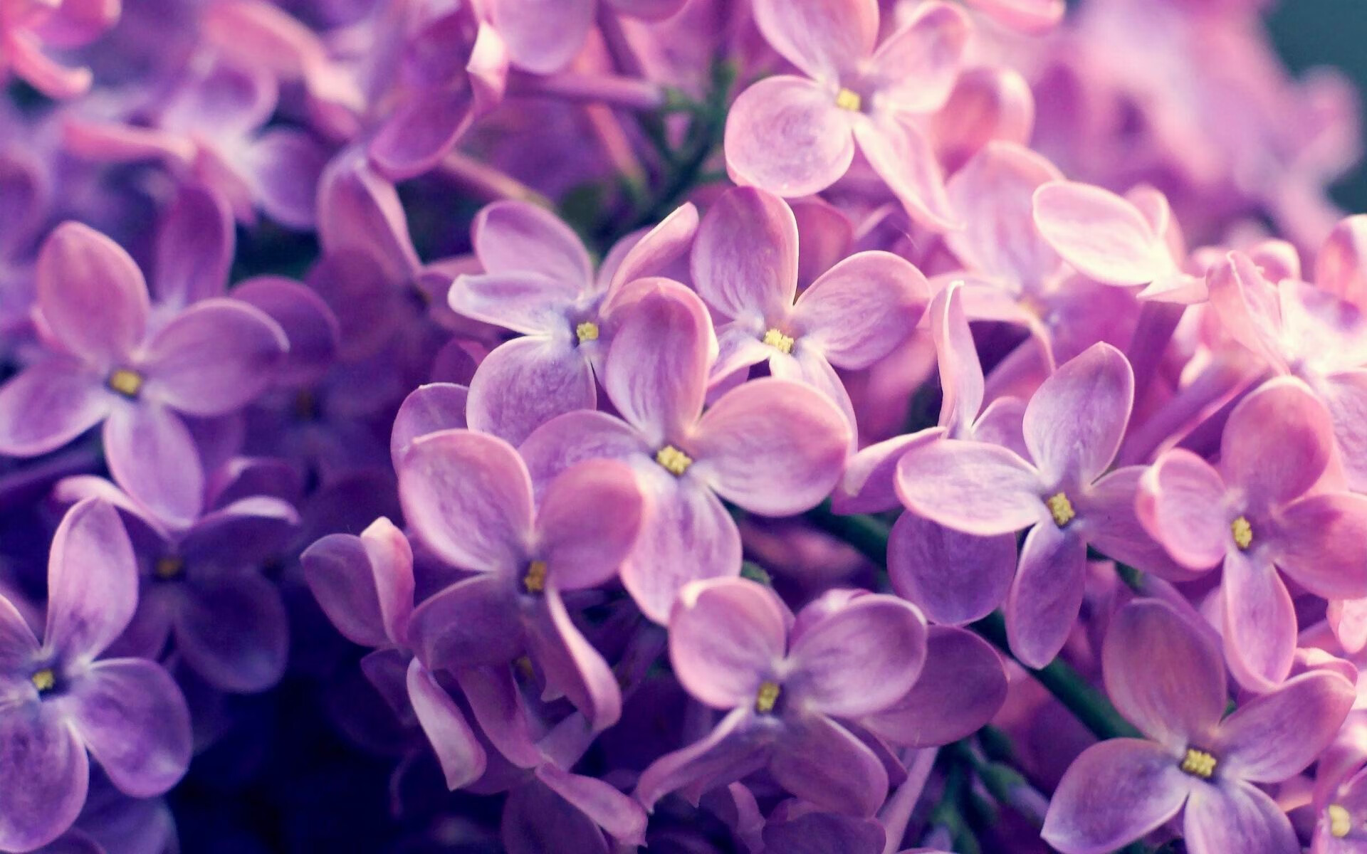 职业联赛主客场制度执行存在漏洞,主客场与赛会制